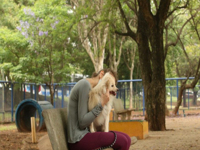 Entenda por que fogos de artifcio assustam cachorros e gatos