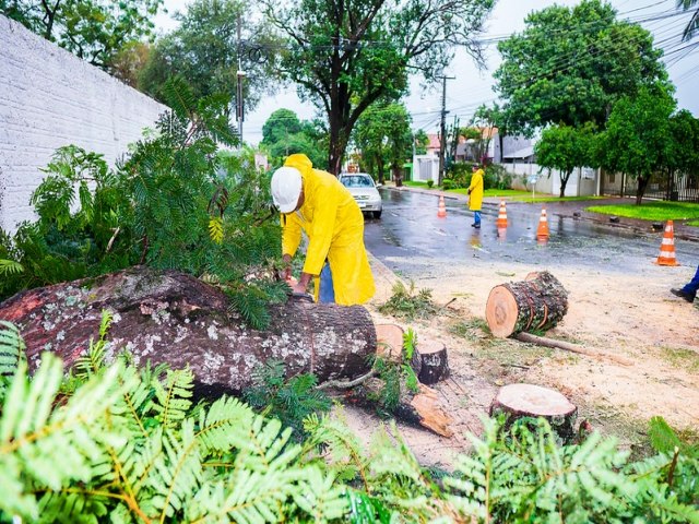 Equipes da Defesa Civil atuam na retirada de árvores e galhos derrubados pela chuva