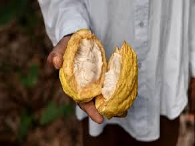 Cientistas criam chocolate mais saudvel e sustentvel