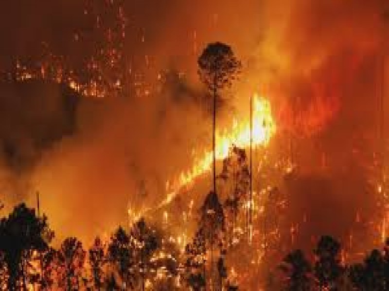 incndio na Flona continua; bombeiros retomam trabalho nesta quarta-feira