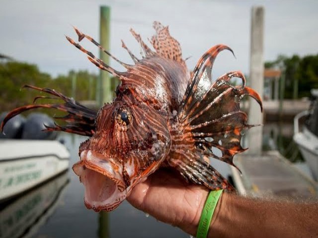 Prefeitura de Cabedelo envia ofcio ao Ibama e solicita providncias sobre aparecimento do peixe-leo no litoral paraibano