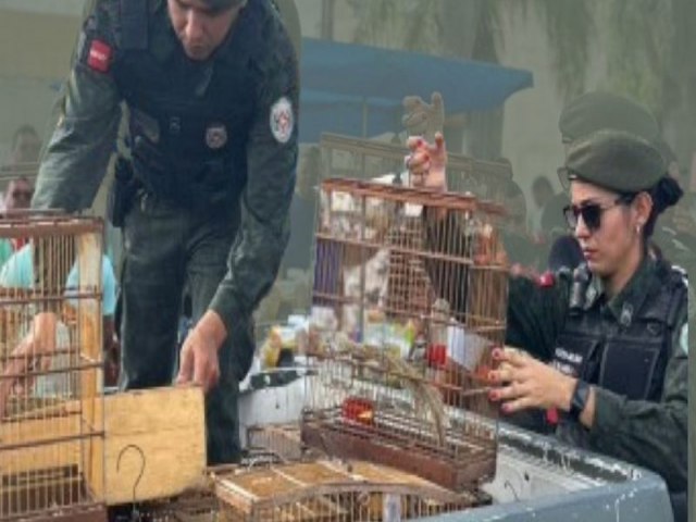 Operao Voo Livre resgata mais de 100 aves silvestres na feira da cidade de Guarabira