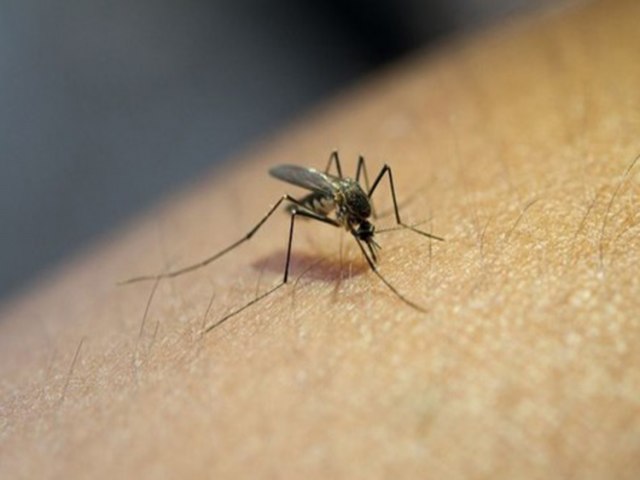 Sesapi alerta municpios para intensificar aes de combate  dengue