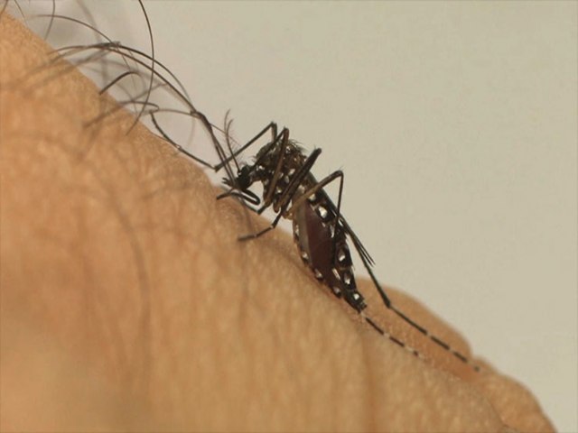 Idosos e crianças fazem parte do grupos de risco para dengue grave