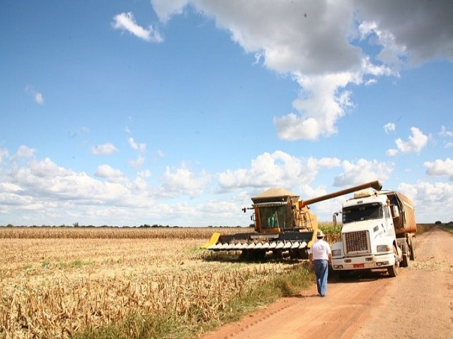 Safra 2024 ter produo maior de algodo, feijo, arroz e trigo, diz IBGE