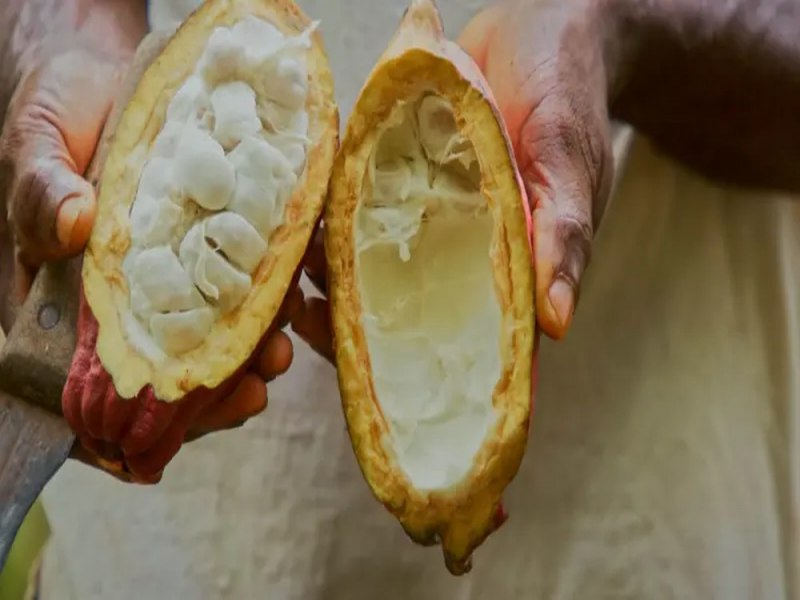 Quatro produtores de Rondnia so finalistas no Concurso Nacional do Cacau Especial 2024