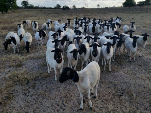 Rebanho de ovelhas desaparece na regio de malhada da pedra - Dormentes (PE)