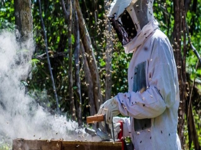 Cadeia do mel em Pernambuco ganha fora com unidade de extrao em Dormentes