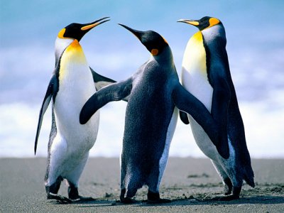 Dois pinguins sao encontrados na Ilha de Itaparica, na Bahia Dois pinguins sao encontrados na Ilha de Itaparica, na Bahia